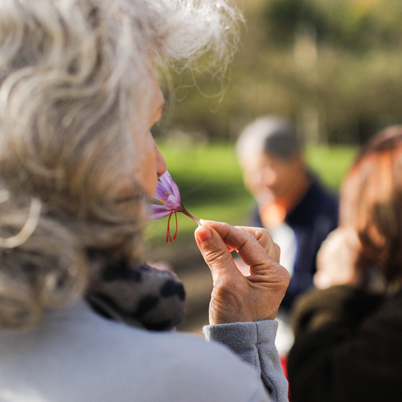 Frau riecht an Safranblüte