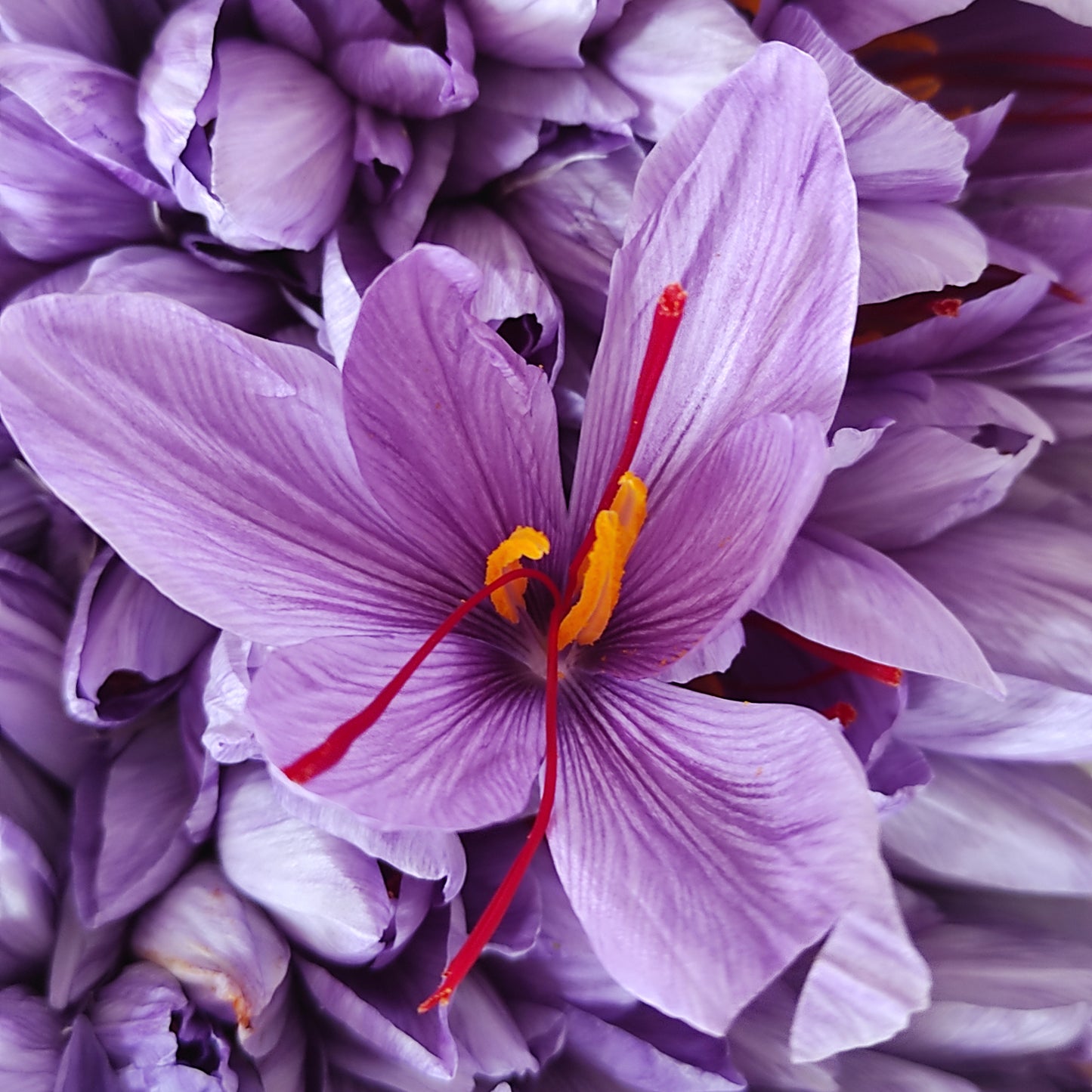 Große lila Safranblüte